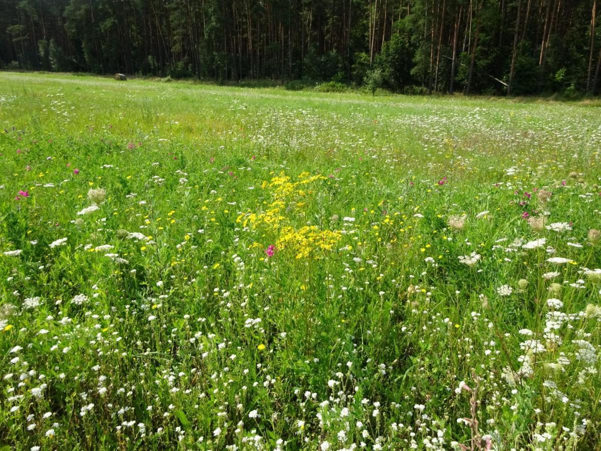 Ferienanlage Waschbaer Country Templin Eksteriør bilde